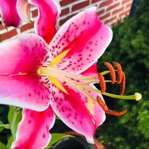 Meet your Posher, Rose